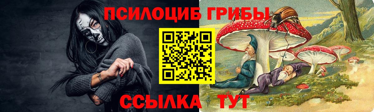 Йошкар-Ола  закладка  Вход с VPN  Псилоцибиновые грибы Psilocybe 